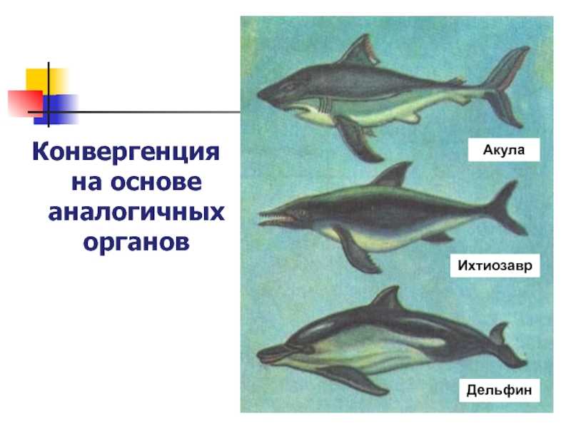 Органы возникающие в результате конвергенции. Дельфин Ихтиозавр конвергенция. Акула Ихтиозавр Дельфин. Форма тела дельфина. Конвергенция у животных.