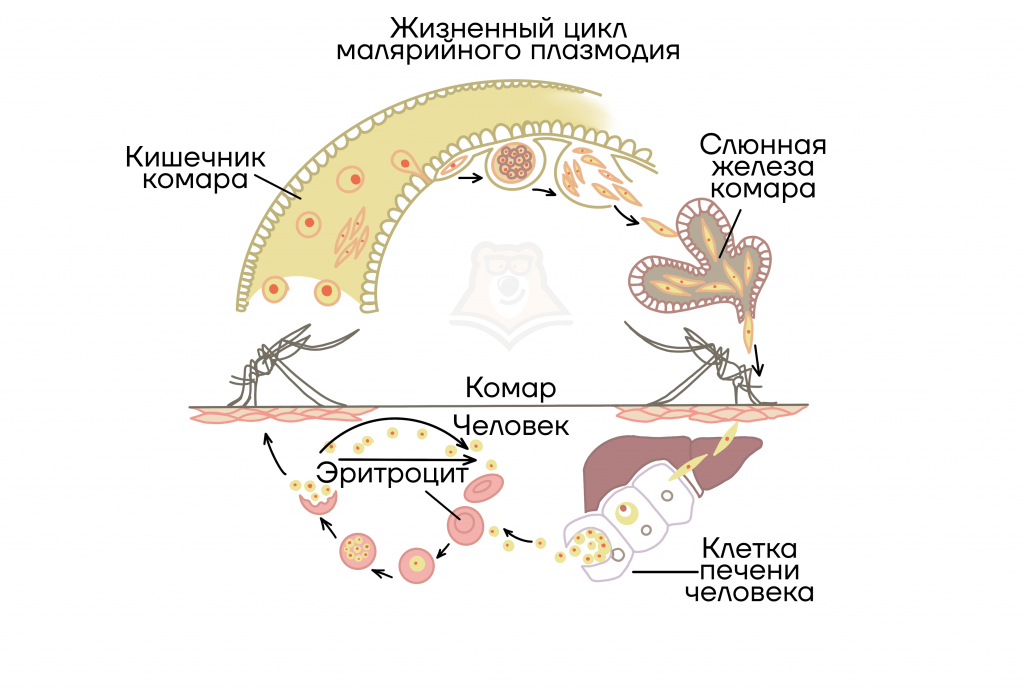 Хозяев в цикле развития малярийного плазмодия. Стадии жизненного цикла малярийного плазмодия. Цикл размножения малярийного плазмодия схема. Стадии размножения малярийного плазмодия. Стадии цикла развития малярийного плазмодия.