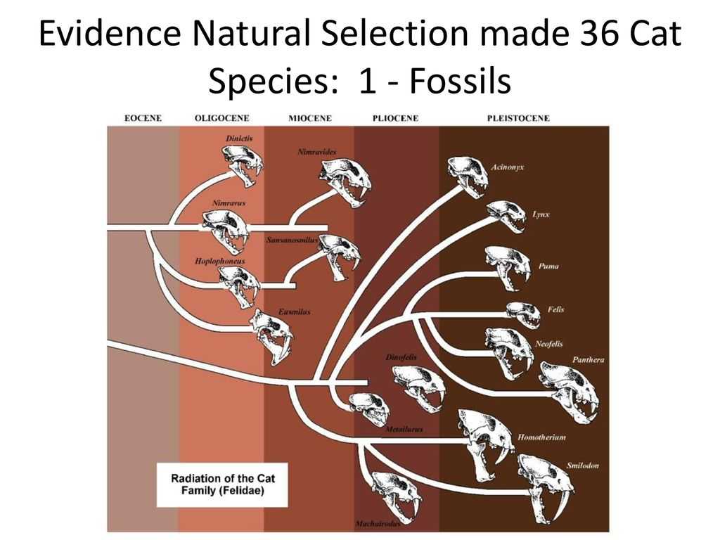 Эволюция кошек в картинках