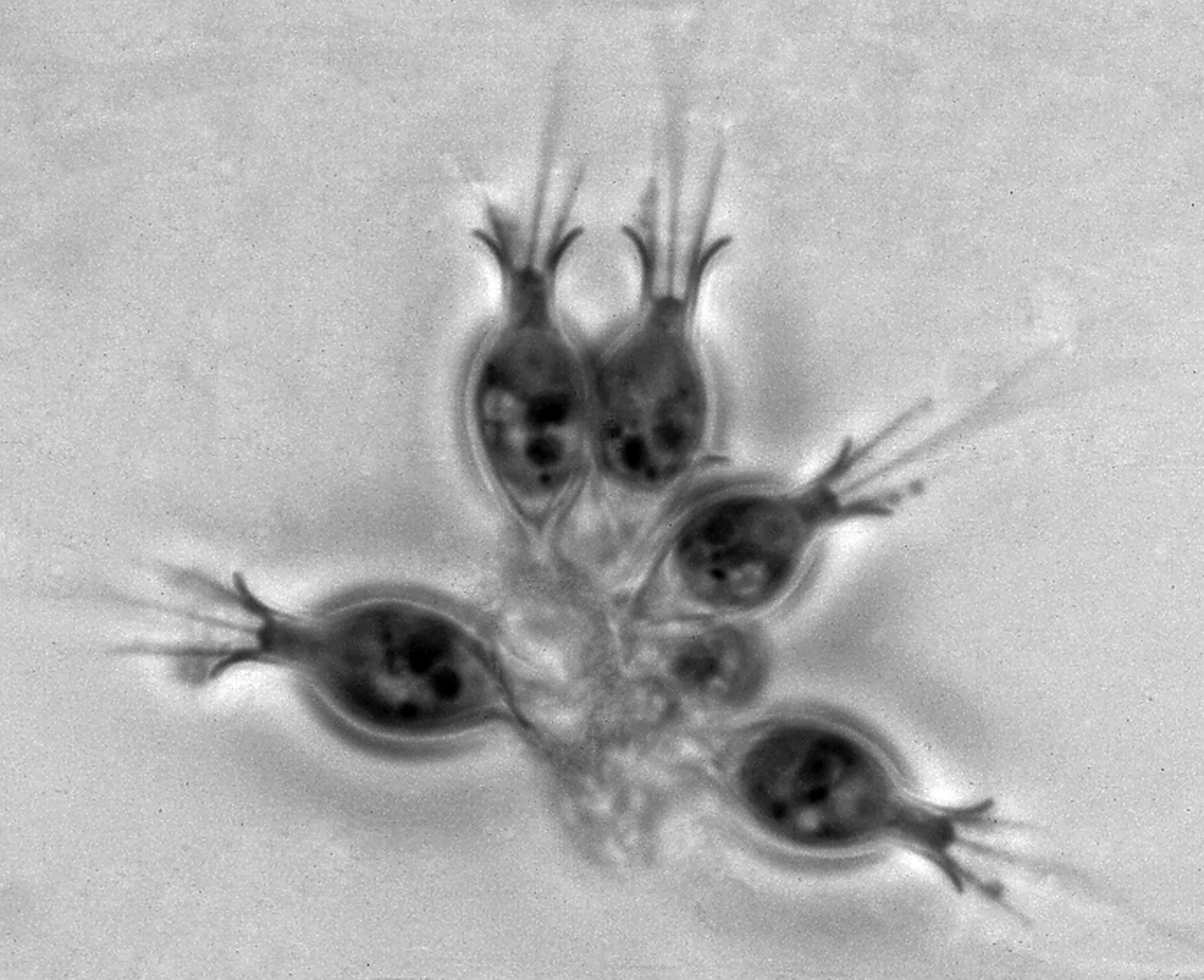 Хоанофлагеллята - choanoflagellate - abcdef.wiki