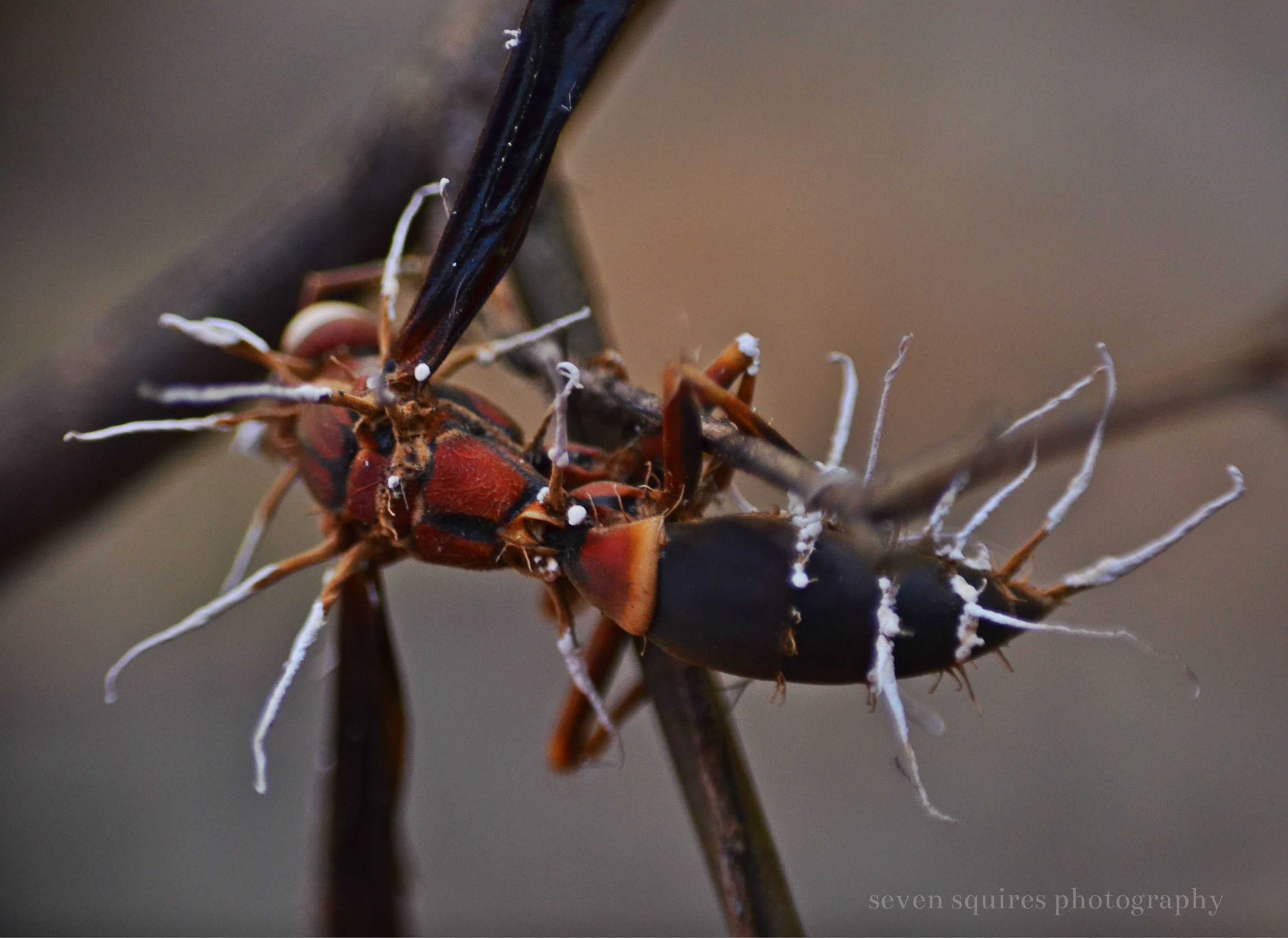 Как грибы-паразиты превращают муравьев в зомби? - hi-news.ru