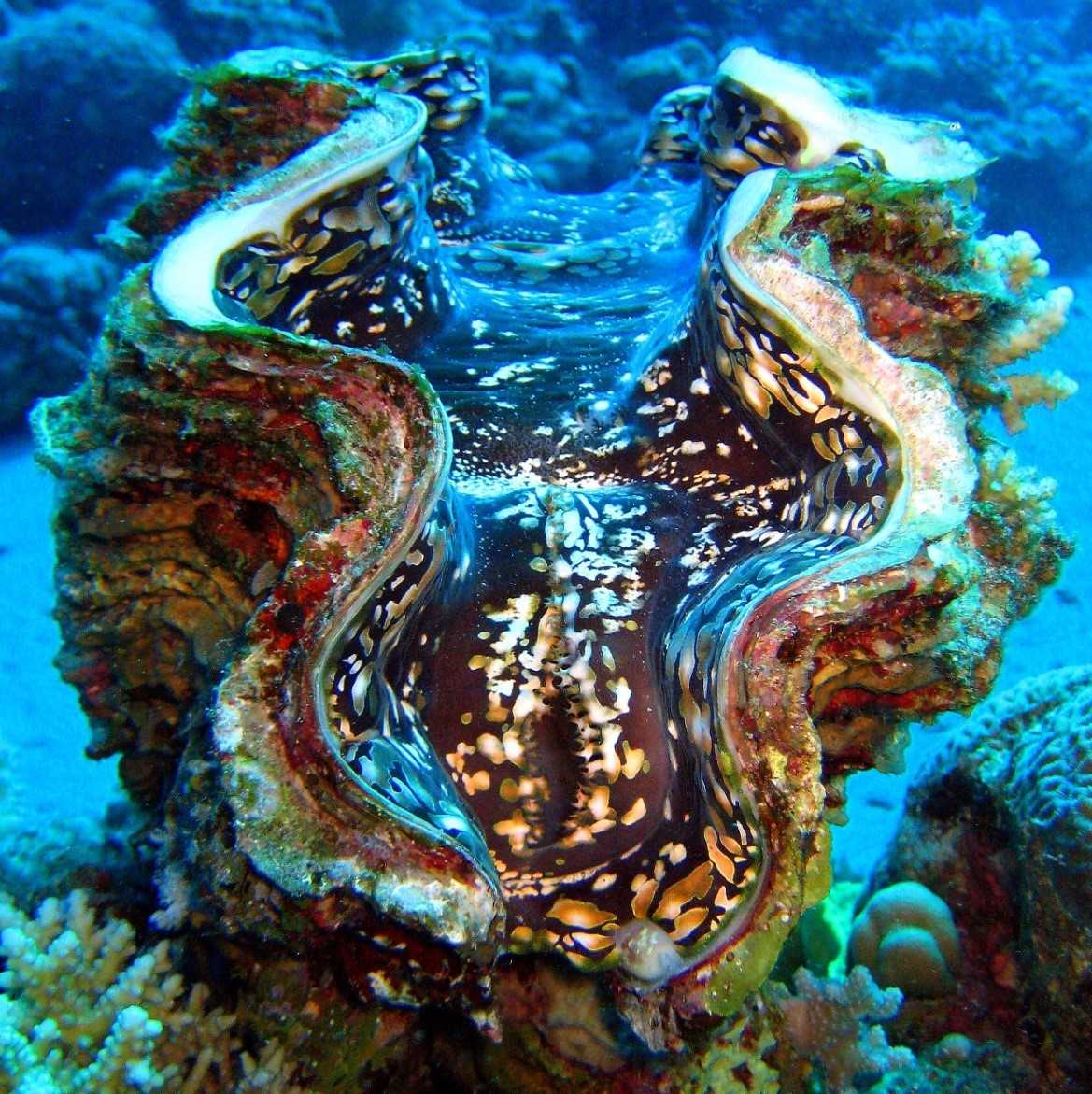 Актиния - морской анемон: цветок, это животное или растение, фото, среда обитания, класс, тип, кишечнополостные, симметрия тела