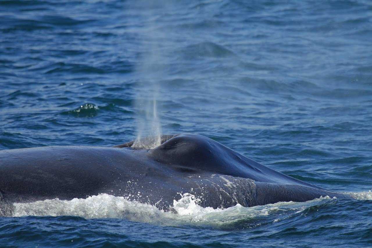 Китообразные синий кит