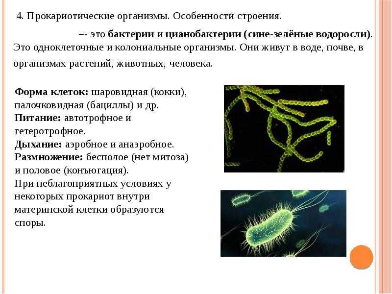 Цианобактерии - определение, способы питания и размножения