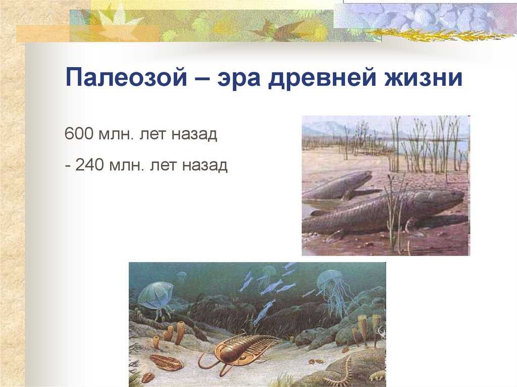Появление хордовых. эволюция рыб и выход животных на сушу