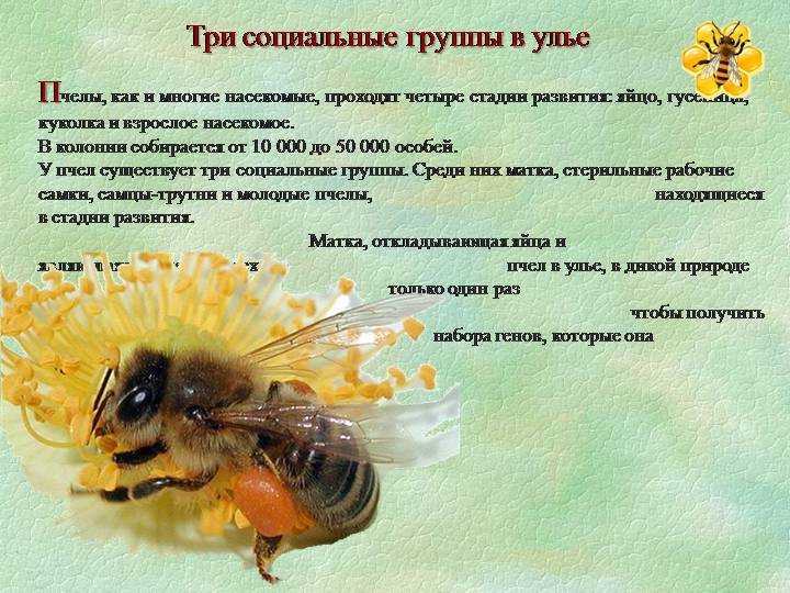 Ученые узнали подробности о пчелах, которые едят мясо животных