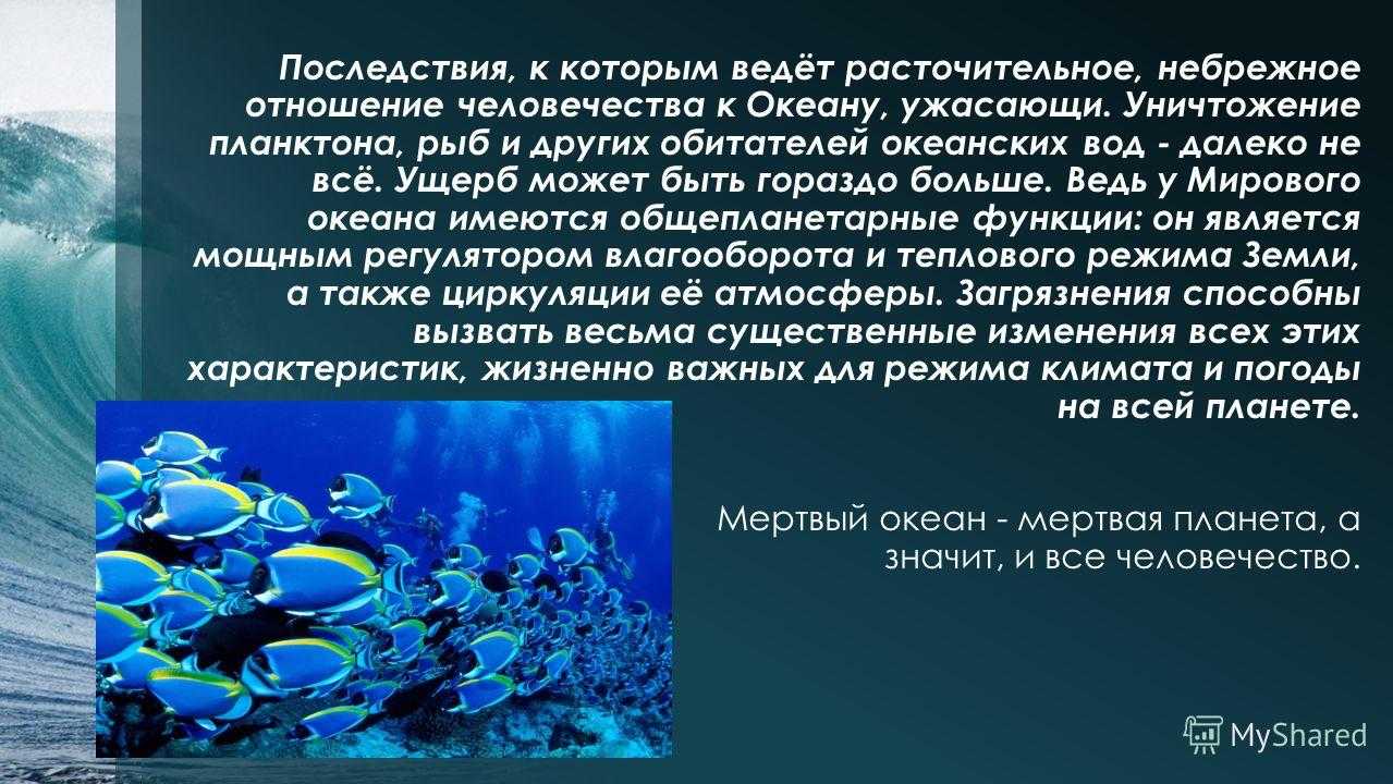 Фитопланктон: характеристика, питание, размножение