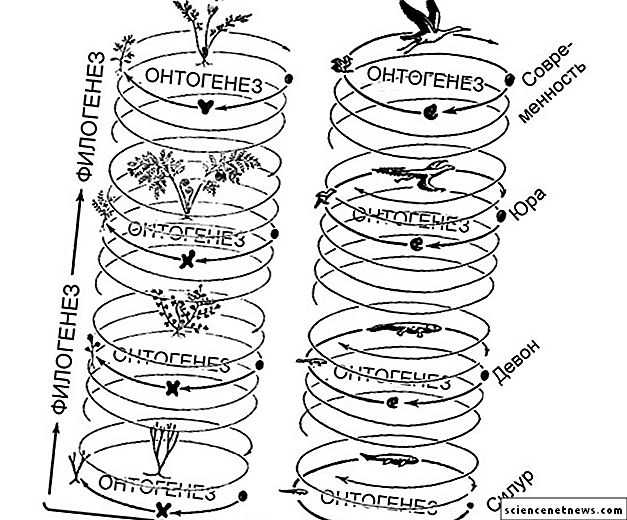Для жизненного цикла всех высших растений характерно чередование гаплоидной гаметофит и диплоидной спорофит фаз, имеющих, соответственно, одну или две копии генома в каждой клетке Предложена гипотеза, согласно которой переход от крайне простого и зависимо