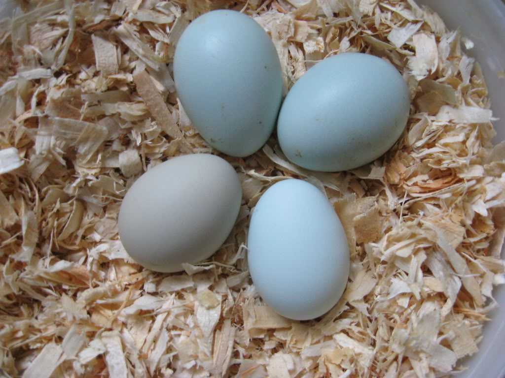 Куры которые несут цветные яйца породы. Араукана яйца. Куры Араукана яйца. Амераукана яйца. Яйцо Легбар инкубационное.