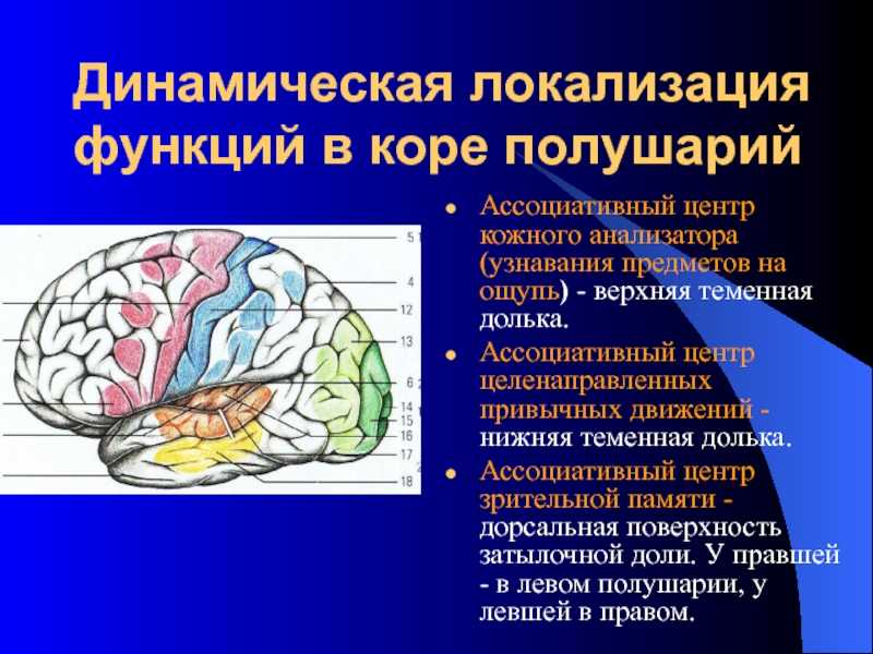 Нервные центры больших полушарий головного мозга. Зоны коры головного мозга локализация функций. Проекционные и ассоциативные центры коры больших полушарий. Центры анализаторов в коре головного мозга таблица. Ассоциативная зона коры головного мозга.