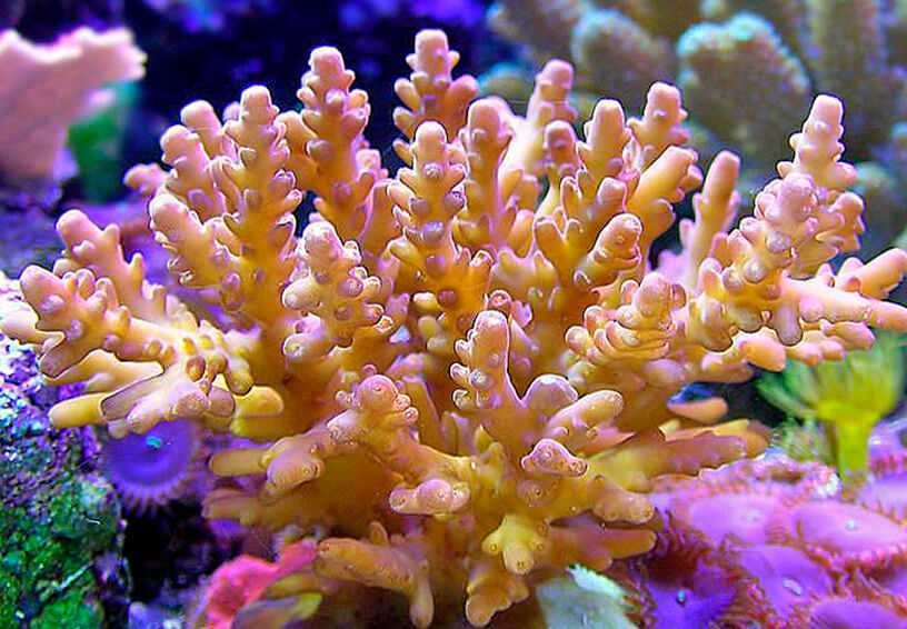 Обесцвечивание кораллов