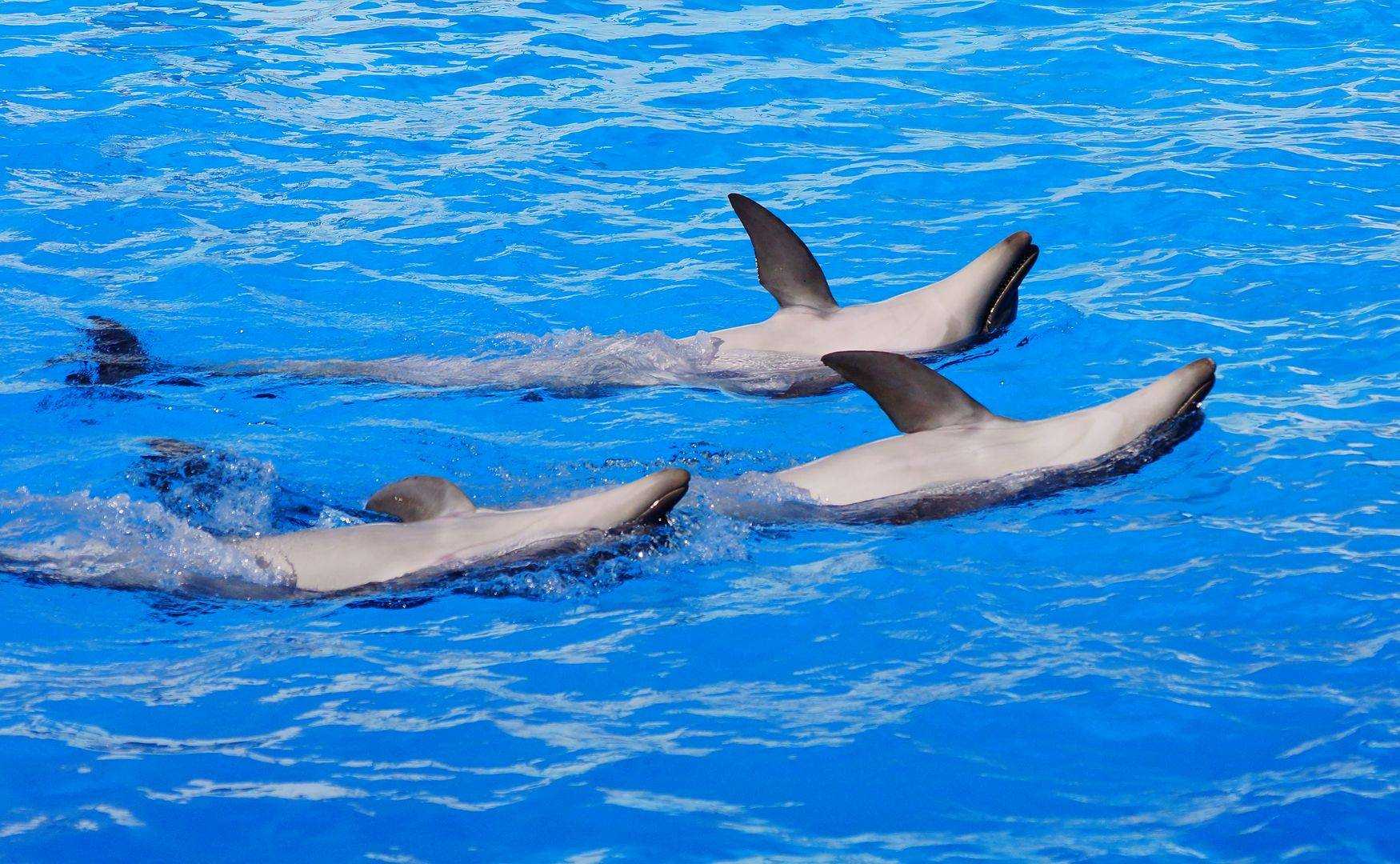 Как спят дельфины — факты и мифы