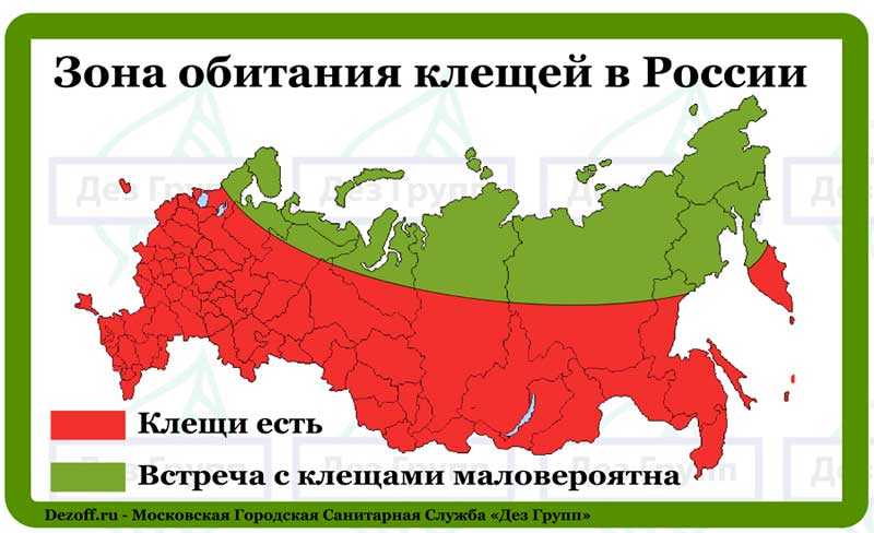 Где в россии обитают энцефалитные клещи? в каких лесах их нет, а где их очень много? откуда в россии взялось столько клещей? есть ли клещи в крыму?