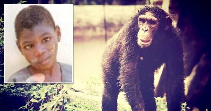 Максимально близко к восстанию обезьян: в уганде шимпанзе объявили войну людям