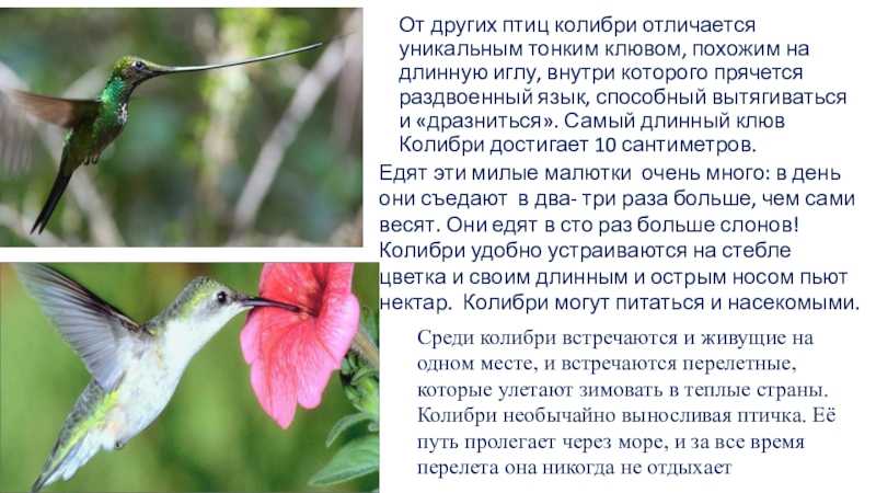 Крупное насекомое, похожее на колибри: описание и фото :: syl.ru