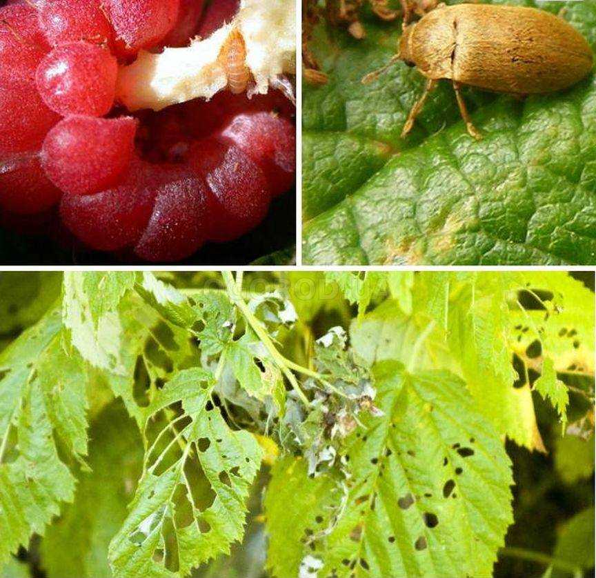15+ полезных насекомых для сада и огорода