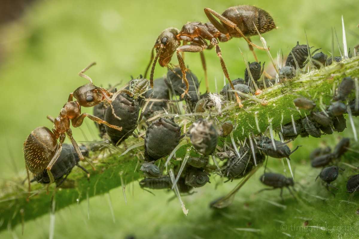 Очень маленькие домашние муравьи. рыжие муравьи в квартире. откуда берутся на кухне и в ванной муравьи