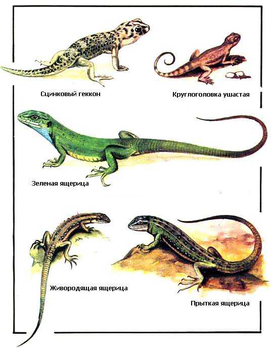 Прыткая ящерица - описание, внешнее строение, особенности размножения и питания