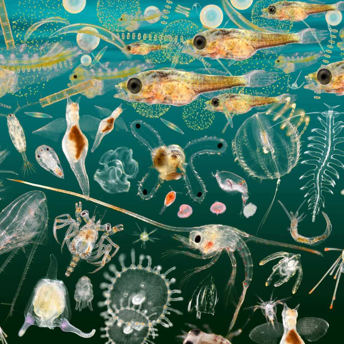 Особенности и распределение жизни в морях и океанах