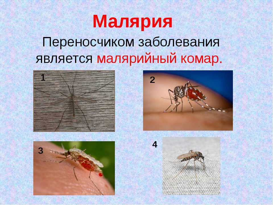 Малярией можно заразиться