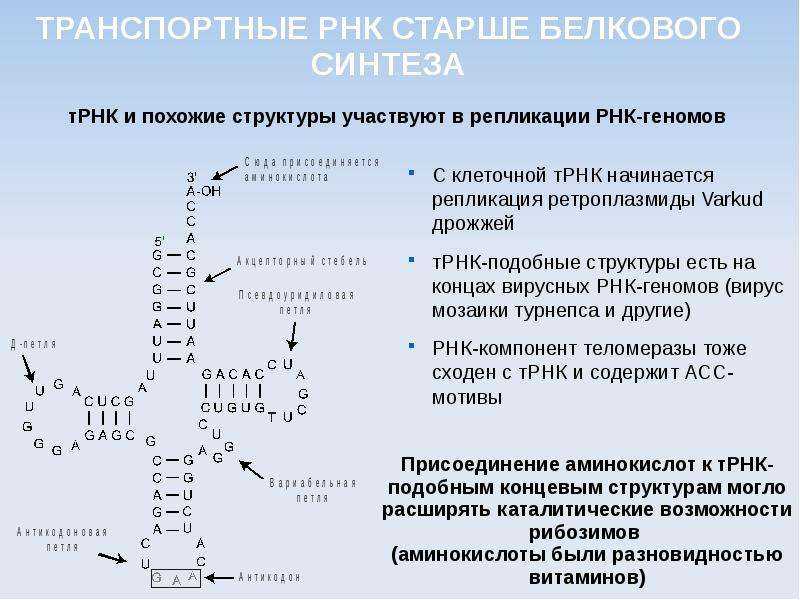 Генетический код: описание, характеристики, история исследования :: syl.ru