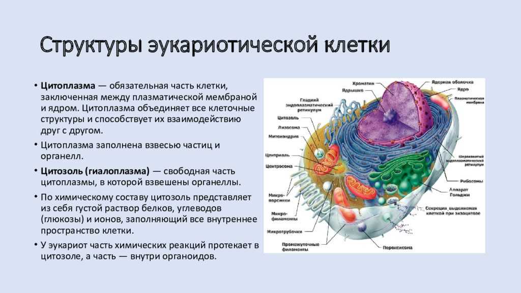 Органоидами клетки эукариотической являются. 9. Строение эукариотической клетки.. Эукариоты, структурная организация эукариотической клетки. Ядро эукариотической клетки строение и функции кратко. Характеристика эукариотической клетки кратко.