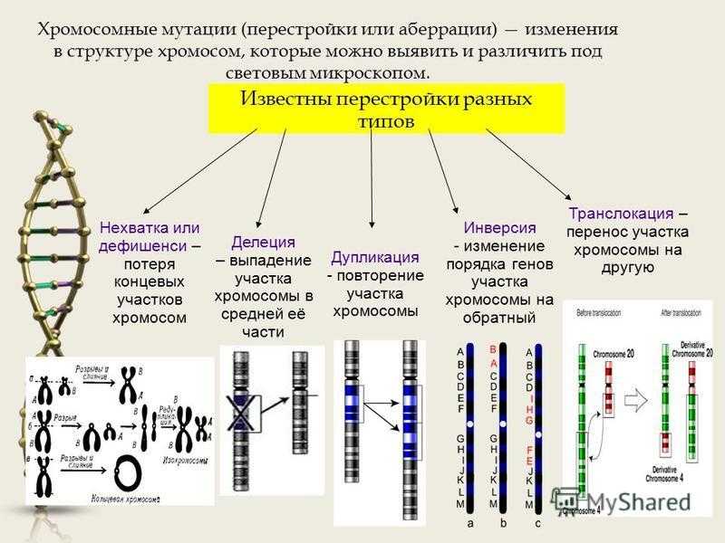 Назовите число хромосом. Изменение структуры хромосом. Перестройка структуры хромосом. Тип мутаций, изменяющие структуру хромосом:. Геномные аберрации хромосом.
