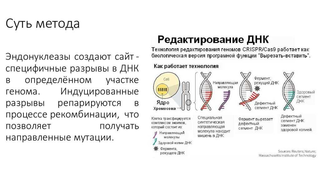 Геном редактирование. Методы редактирования генома. Технология редактирования генома. Геномные редакторы что это. Методы редактирования генома схема.