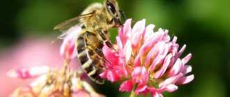 Ароматы в жизни пчёл