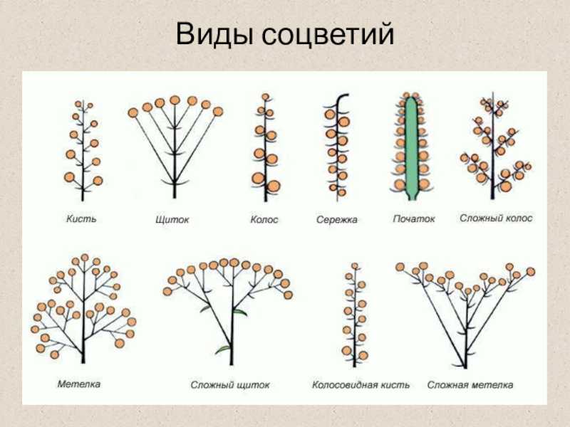 История исследований arabidopsis thaliana