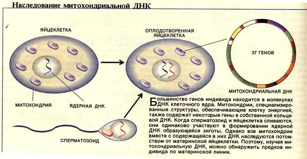 В яйцеклетке человека содержится 23 хромосомы. Яйцеклетка строение митохондрии. Гены митохондрий. Митохондриальная ДНК. Митохондриальная ДНК схема.