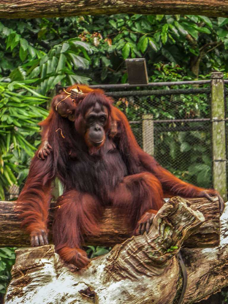 Почему суматранские орангутаны предпочитают оставаться «мальчиками»? подборка увлекательных фактов