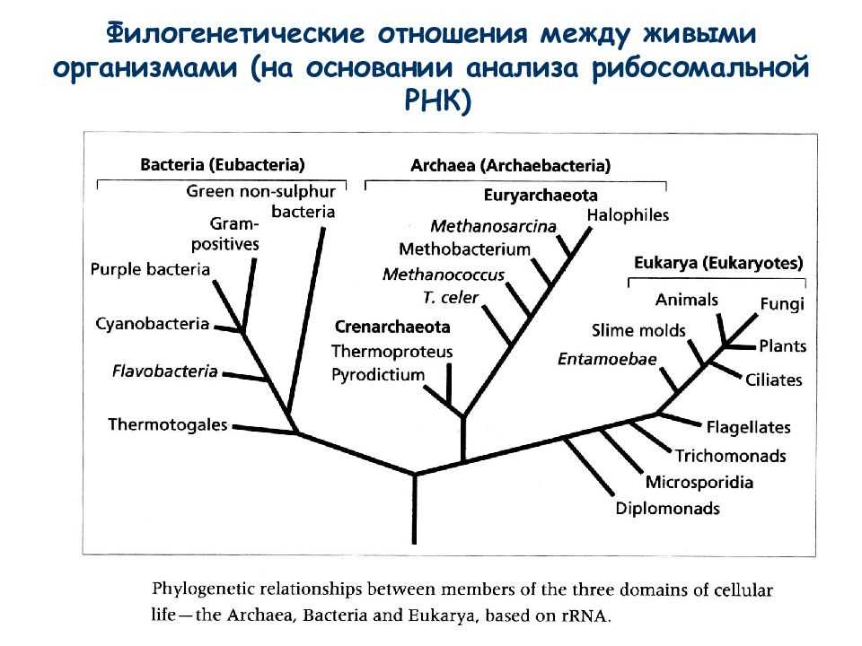 Филогенетическое дерево - phylogenetic tree