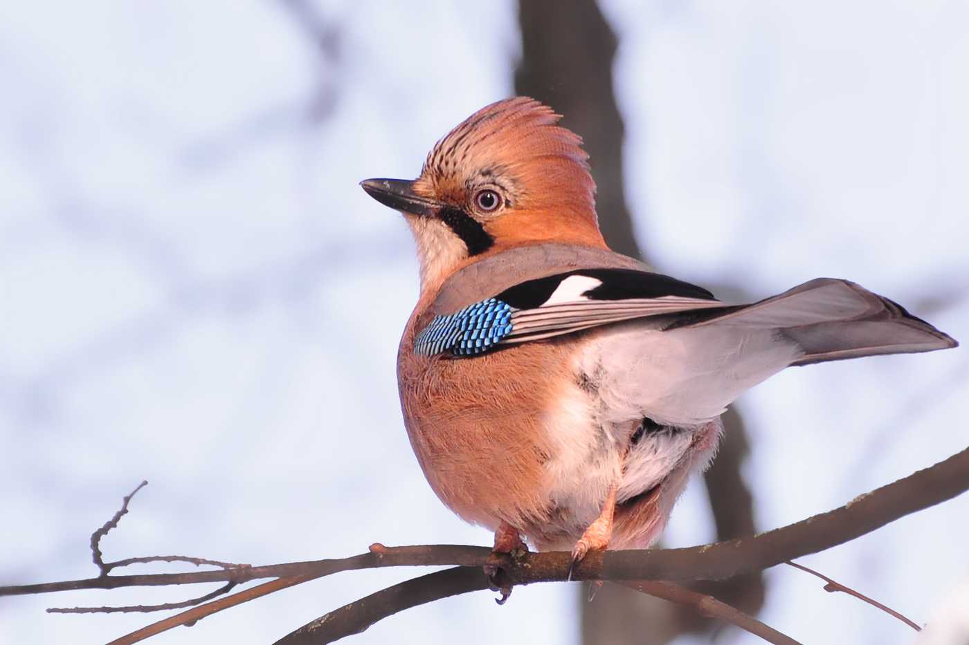 Сойка (50 фото): описание птицы, чем питается и где обитает