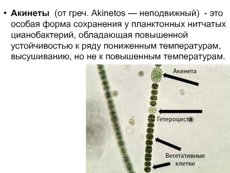 Клетки водорослей и цианобактерий
