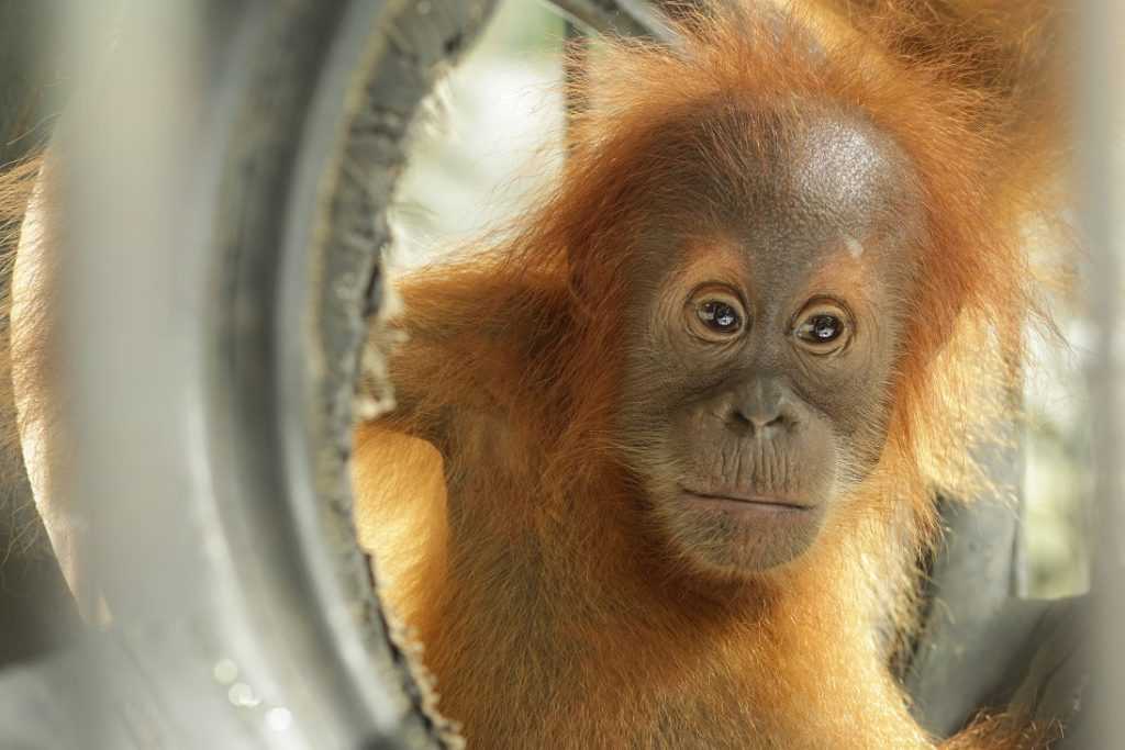 Орангутан - человекообразные | некоммерческий учебно-познавательный интернет-портал зоогалактика