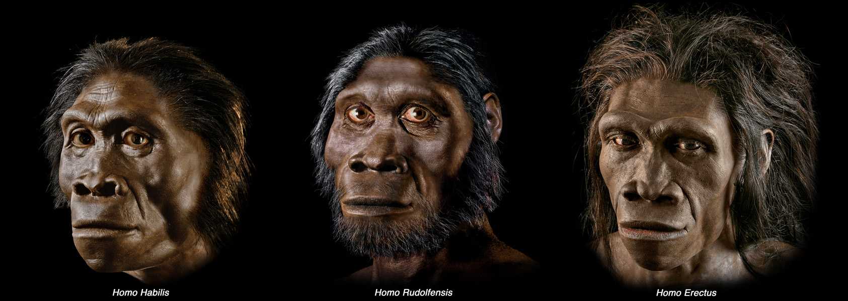 Как выглядели предки человека разумного: кто не смог пройти естественный отбор, а с кем все не так однозначно