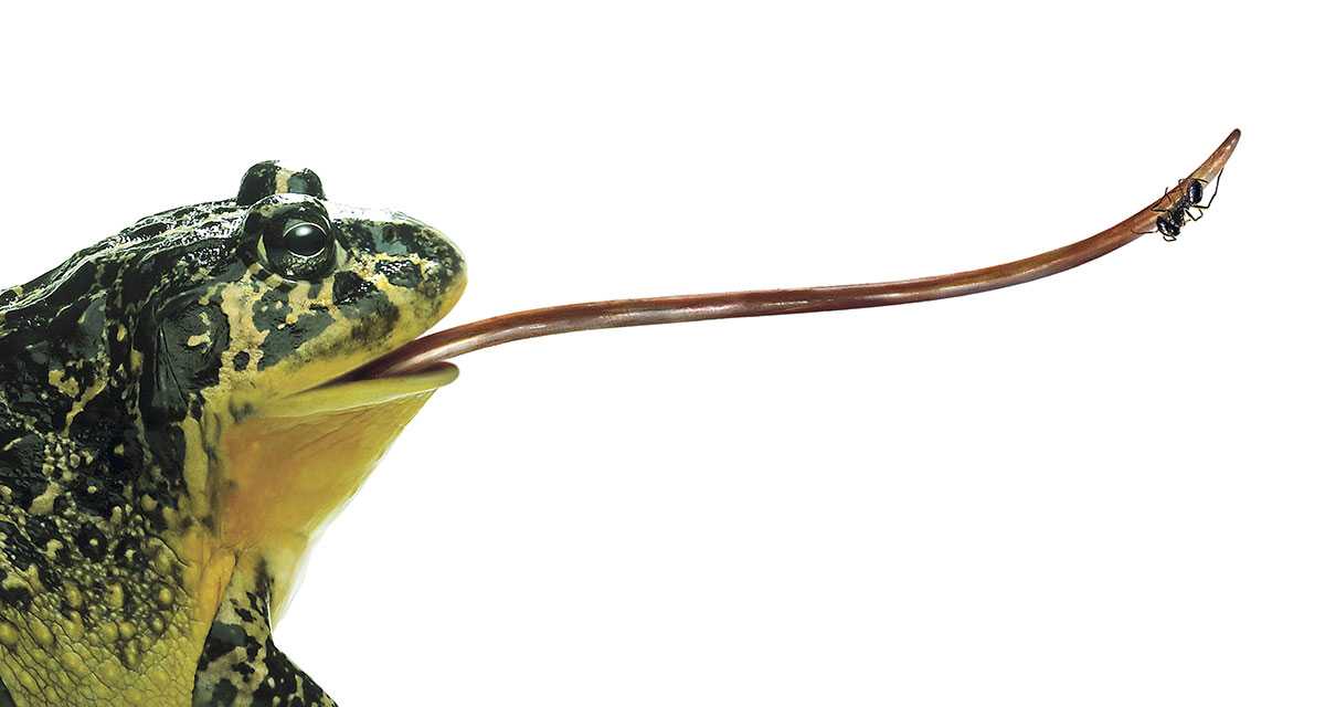 Чем питаются лягушки: хищные они или травоядные?