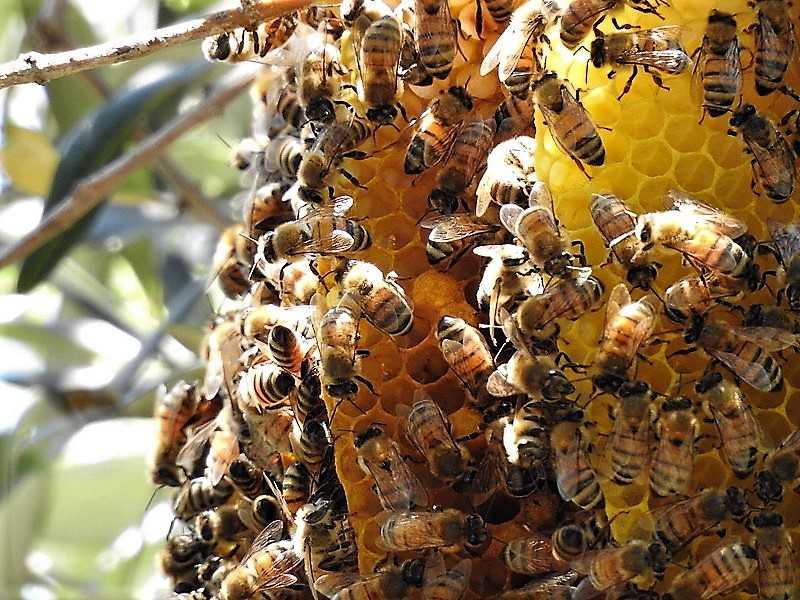 Топ-5 beauty-брендов, которые занимаются пчеловодством
