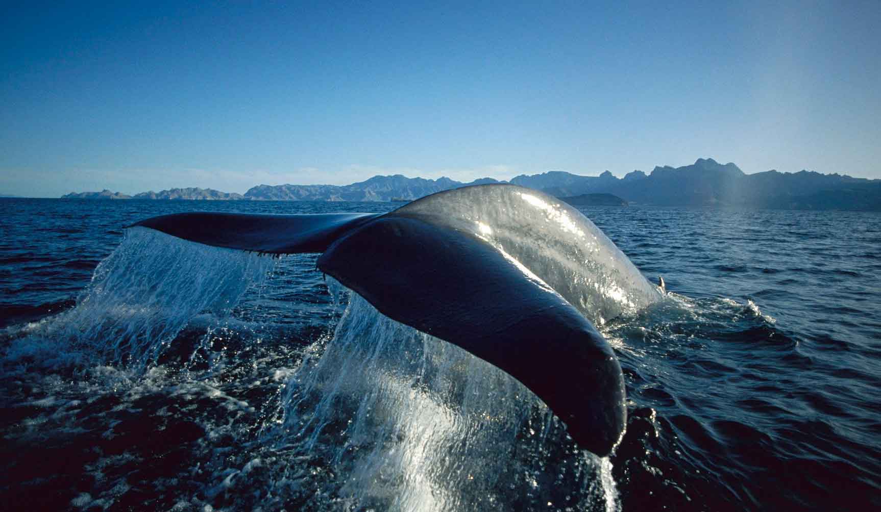 Больше синь. Голубой кит Balaenoptera musculus. Голубой кит блювал. Синий кит (голубой кит). Китовый ус синего кита.