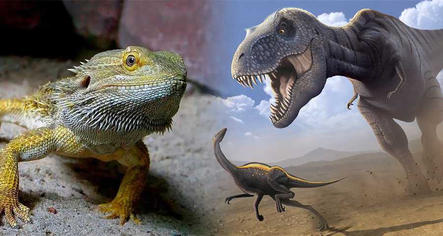 Ближайший родственник динозавра