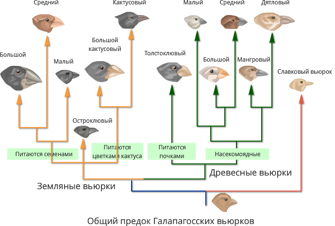 Разнообразие вьюрков. Дарвин вьюрки Галапагосские острова. Клювы Вьюрков Дарвина. Виды Вьюрков на Галапагосских островах. Многообразие видов Вьюрков на Галапагосских островах иллюстрация.