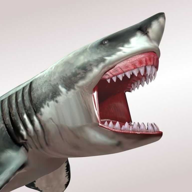 Мегалодон: факты о давно вымершей гигантской акуле | знание – свет