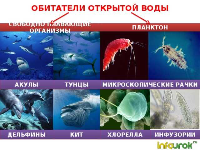 Природный фитопланктон