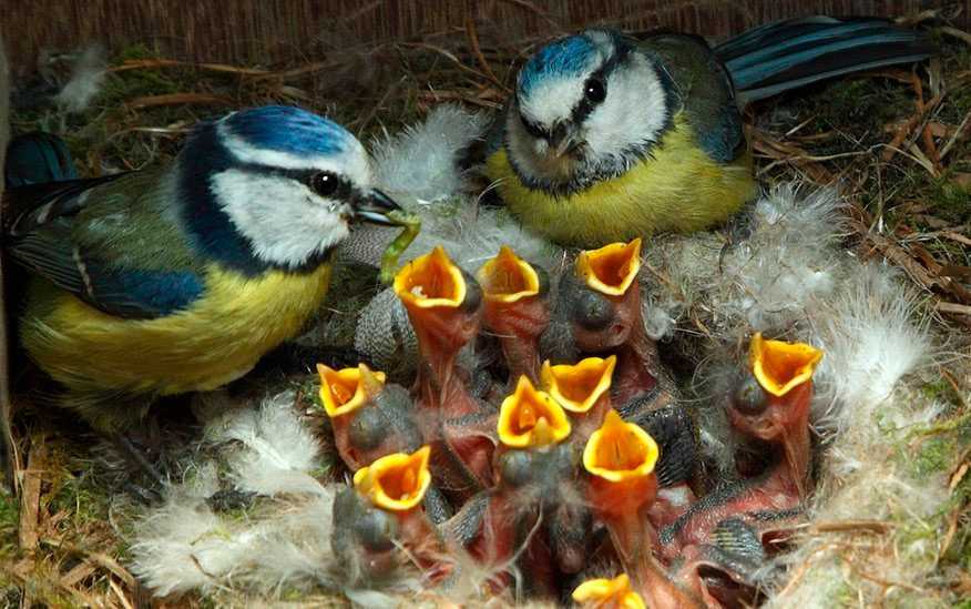 ᐉ синица перелетная птица или нет ответ: куда улетают синички весной? - zoomanji.ru