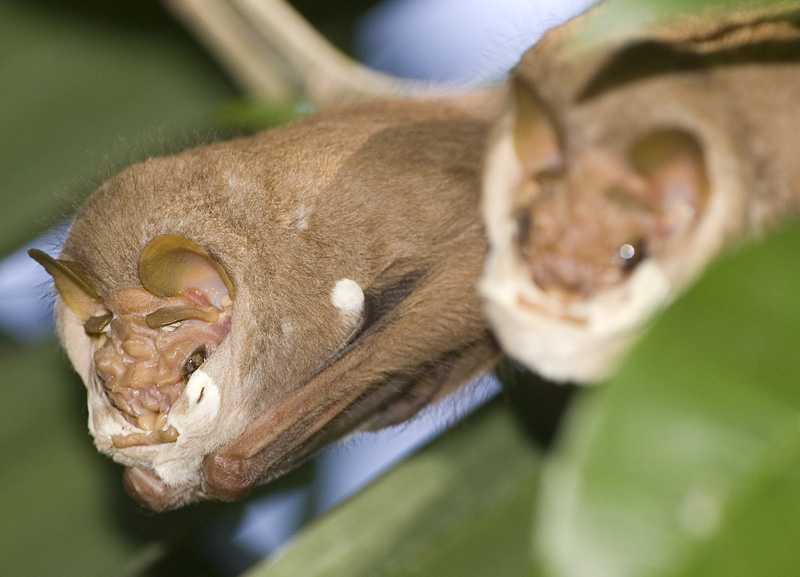 Очковый листонос – небольшая летучая мышь