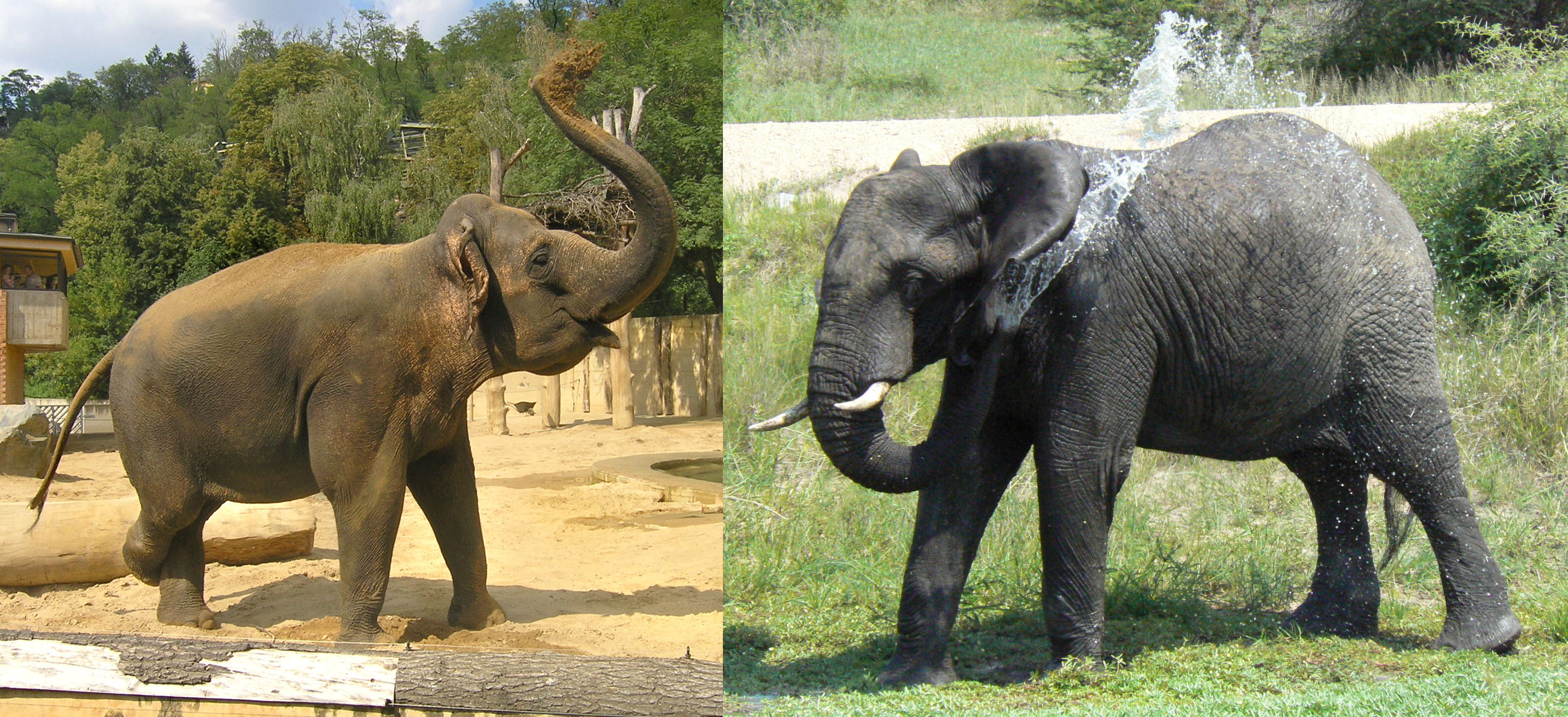 В чём разница между африканским и индийским слоном?