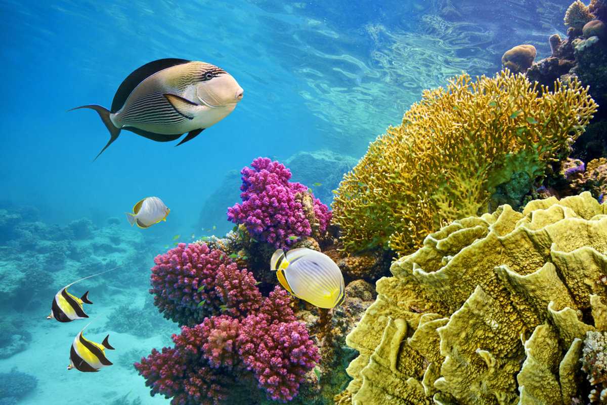 подводный мир красного моря египет