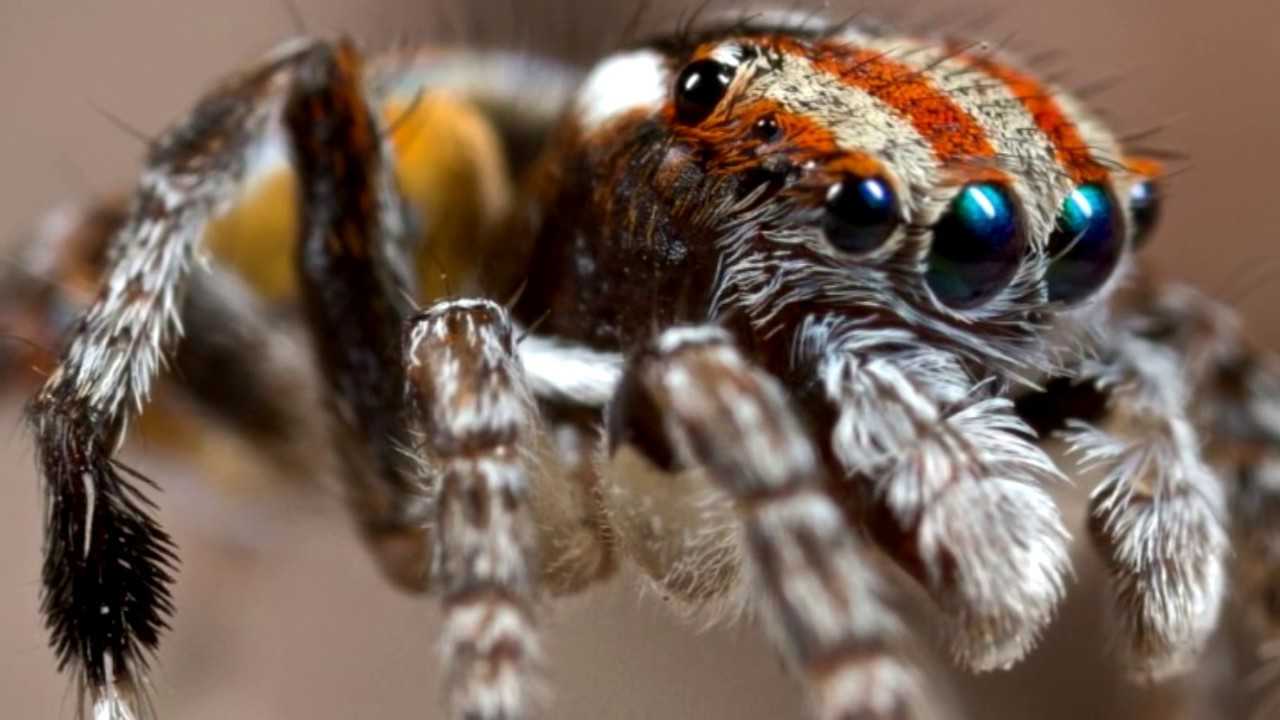 Описание и фото паука-павлина