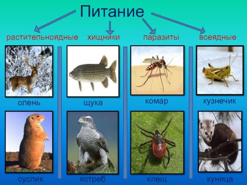 Что едят лягушки? — кормление лягушек домашними животными — сайт эксперта по животным — howmeow